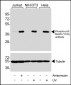 Phospho-MAPK11 (Y182) antibody